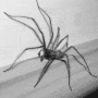 spider-1.gif 90x90