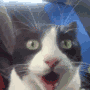 Surprise cat avatar
