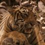 tiger-1.gif 90x90