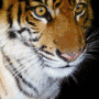 tiger.gif 90x90