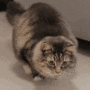Wiggle Wiggle Cat avatar